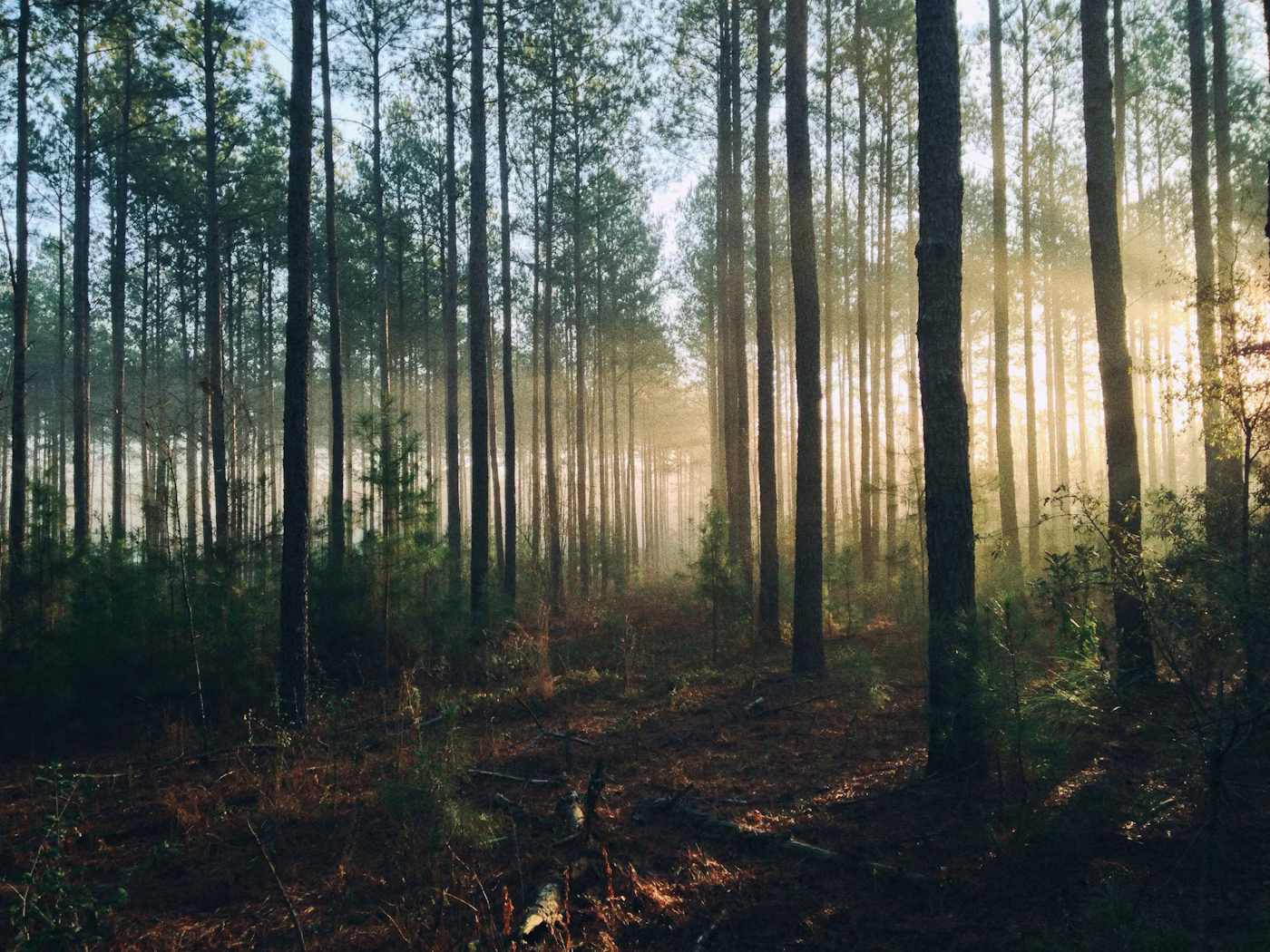 Misty redwood forest with light filtering through canopy